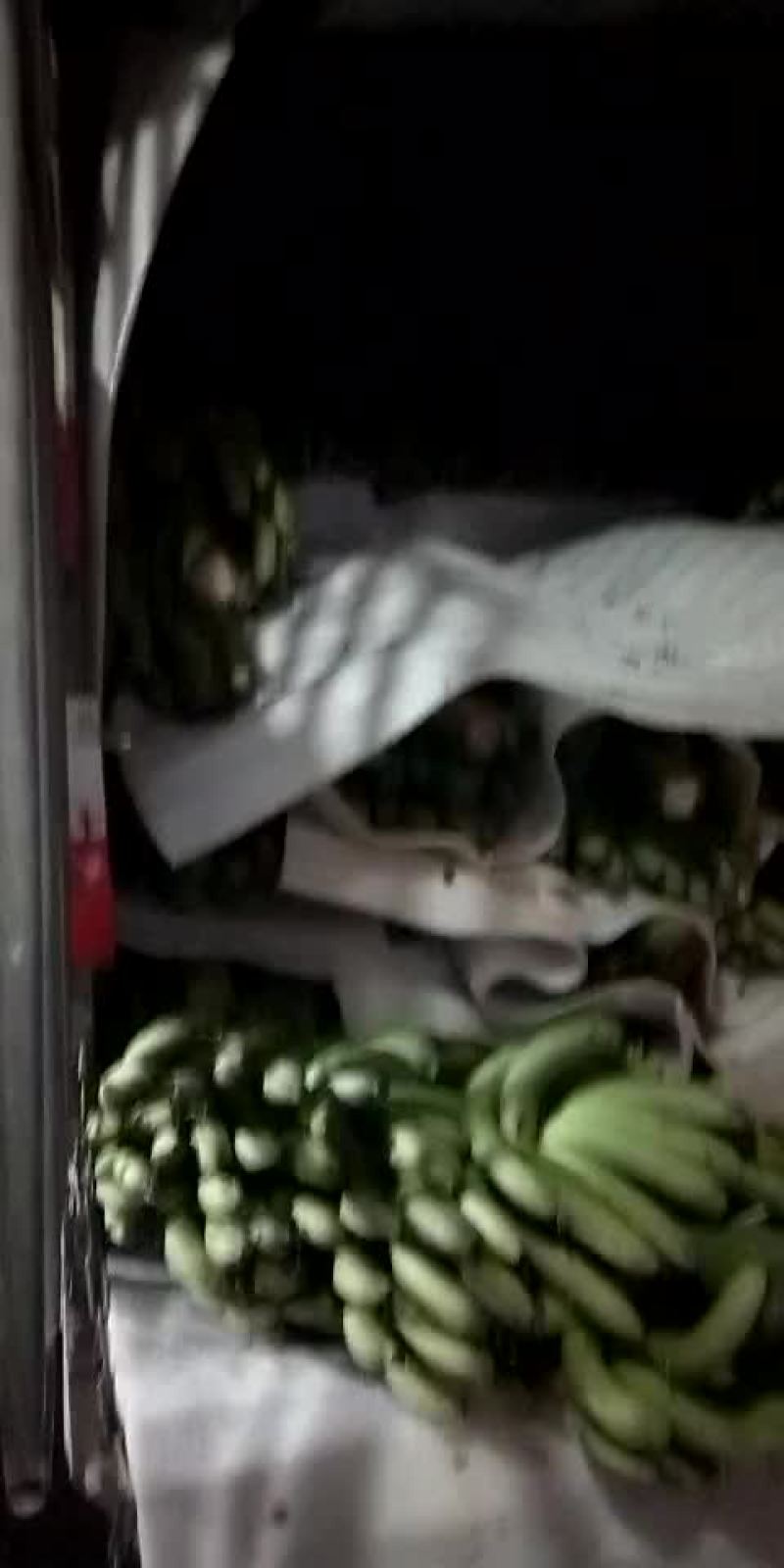 七成熟的蕉