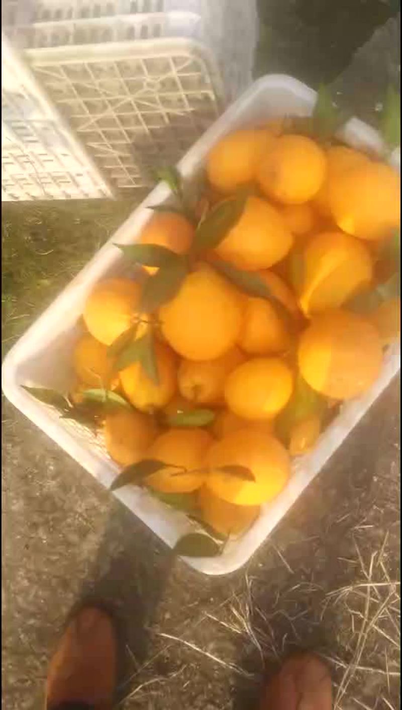 纽荷尔脐橙，产地蓬安县三坝乡。
