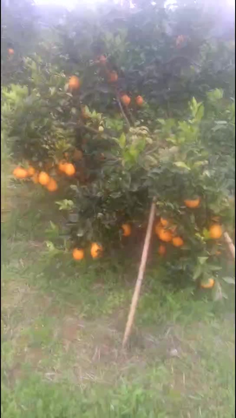 纽荷尔脐橙，产地蓬安县三坝乡。