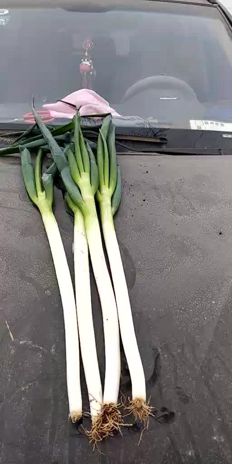 小刘大葱