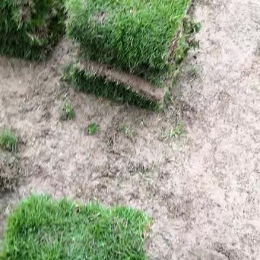 马尼拉草皮