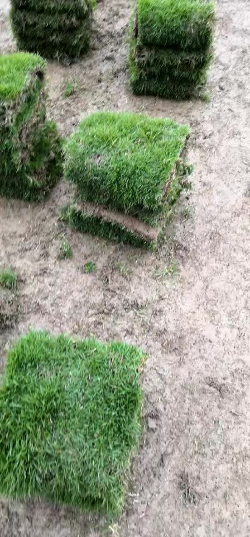 马尼拉草皮