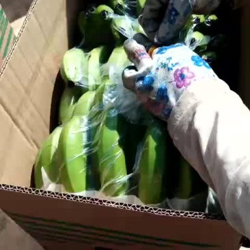 香蕉经济人