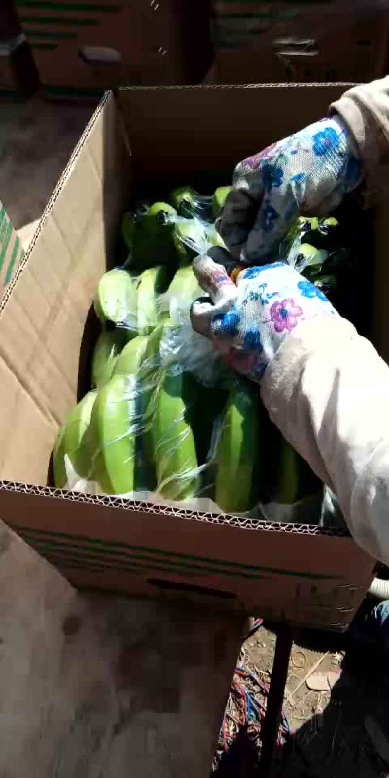 香蕉经济人