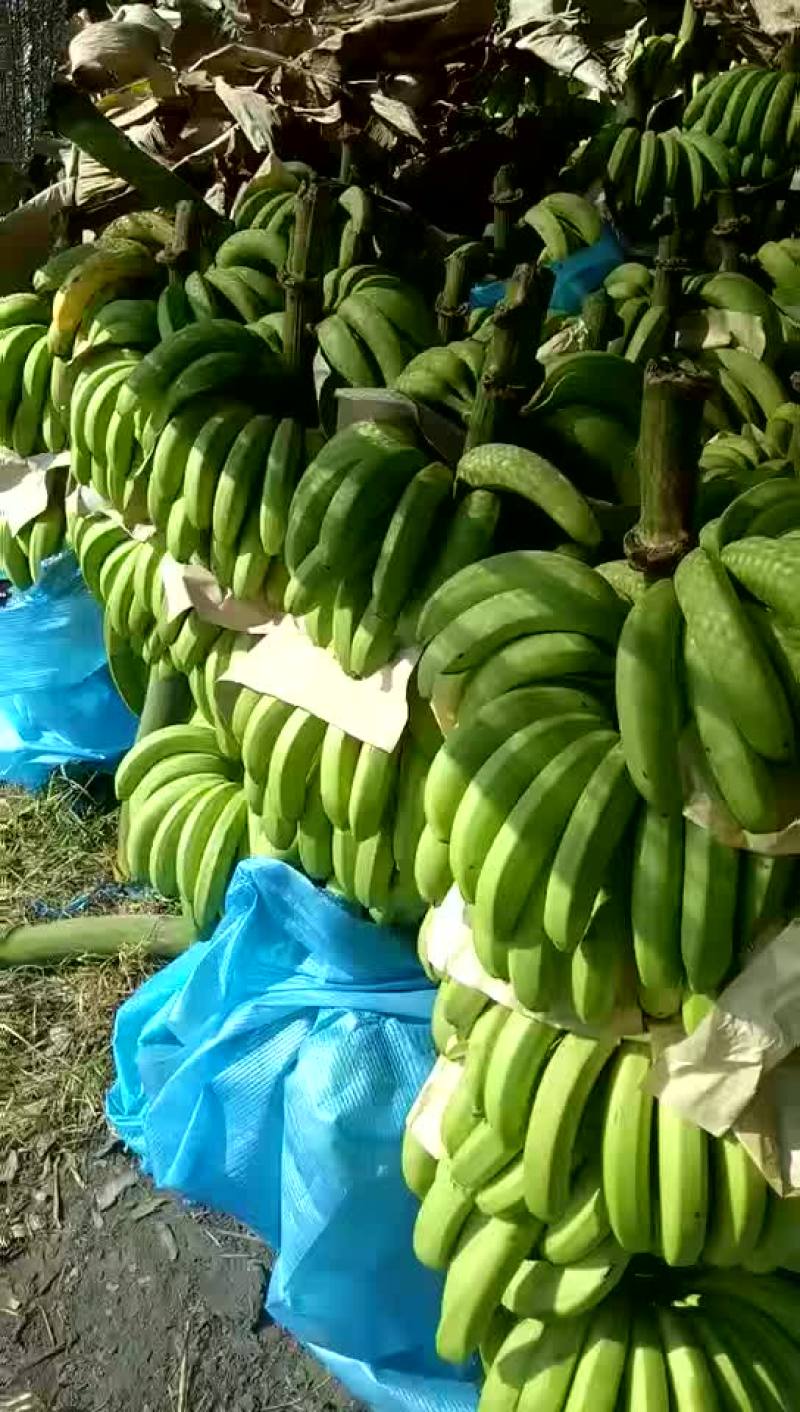 香蕉经济人