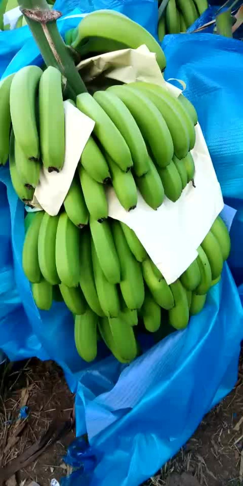 香蕉经济人
