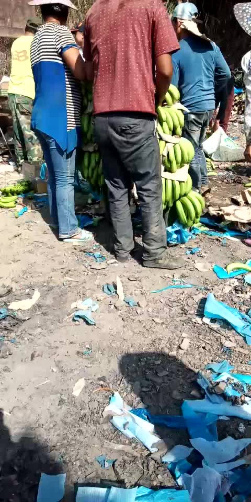香蕉经济人