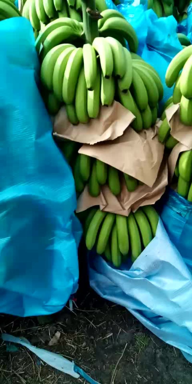 香蕉经济人