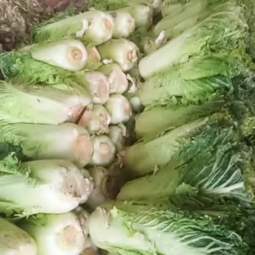 津绿60