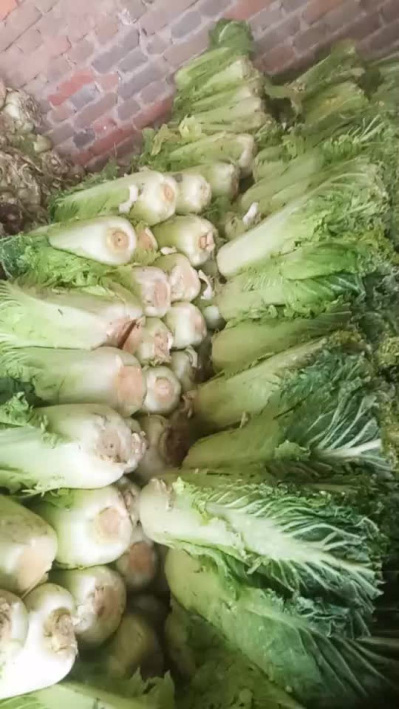 津绿60