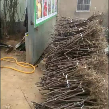 枣树苗