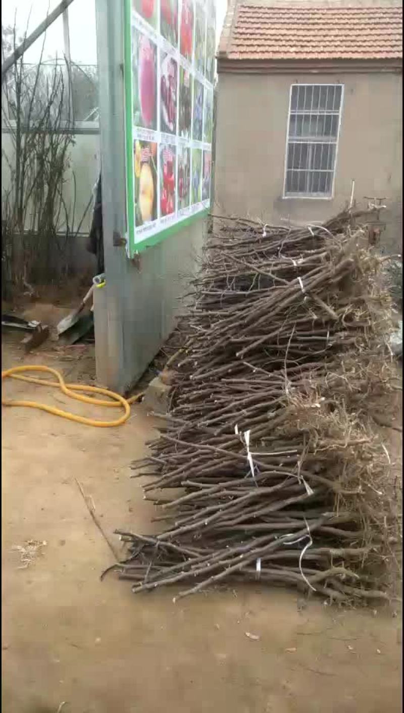 枣树苗