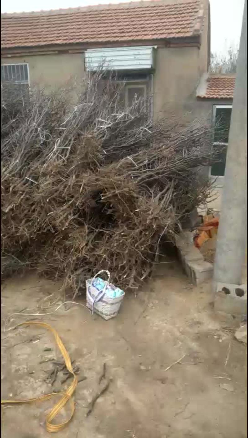 枣树苗