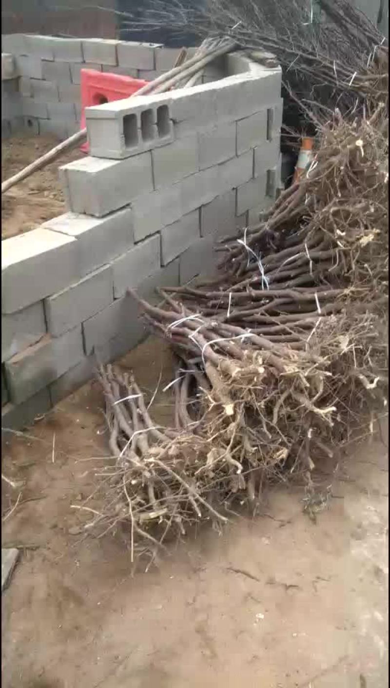 枣树苗