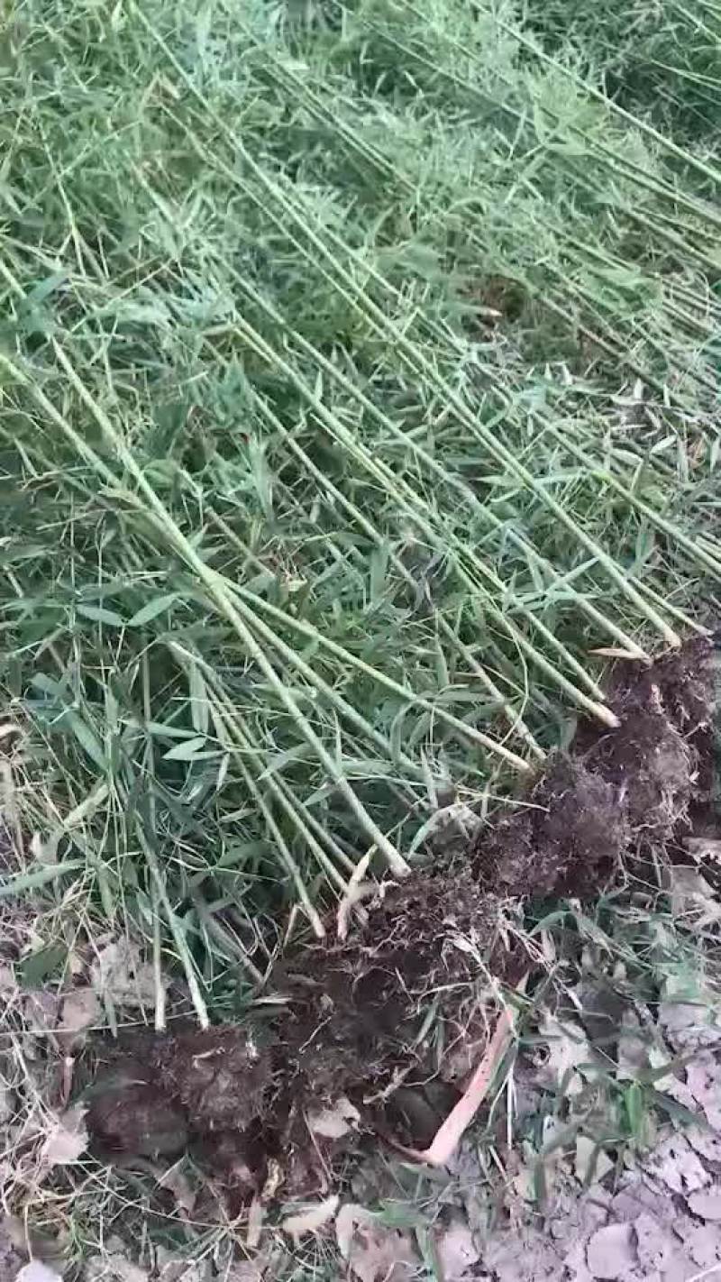 绿化竹苗