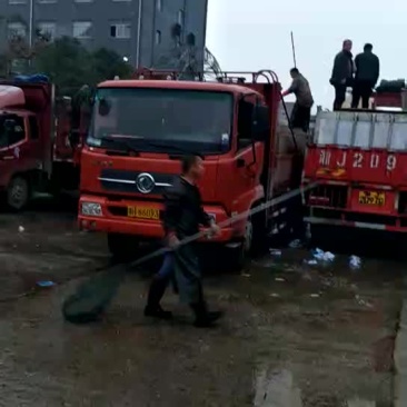 草鱼