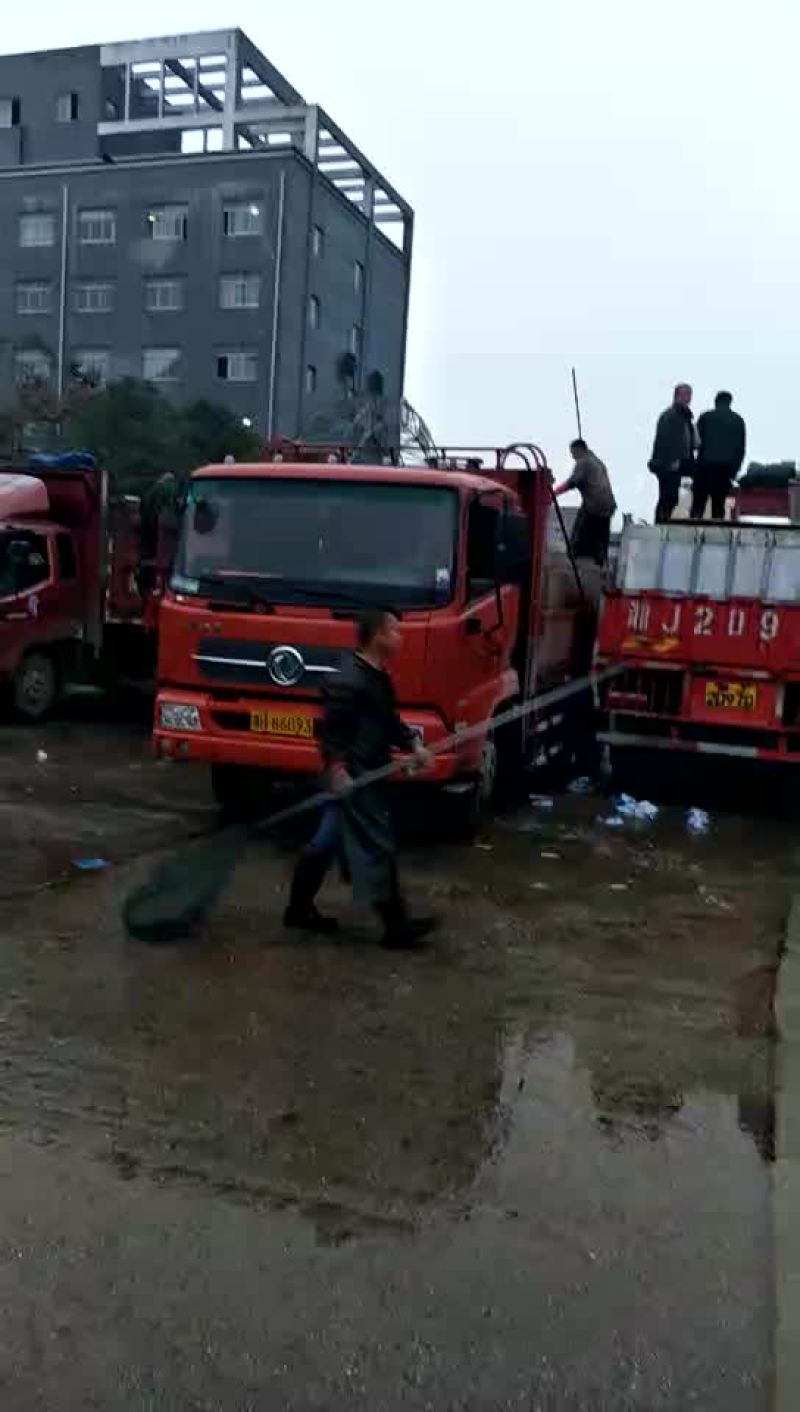 草鱼