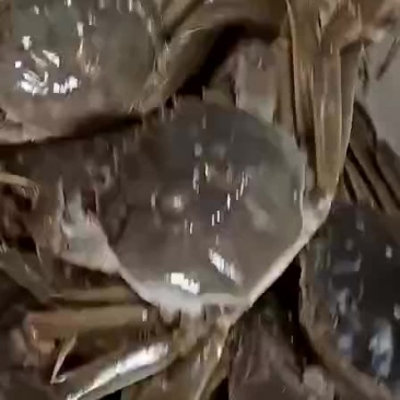 螃蟹