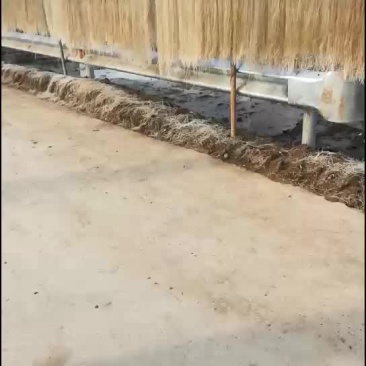 红薯粉丝