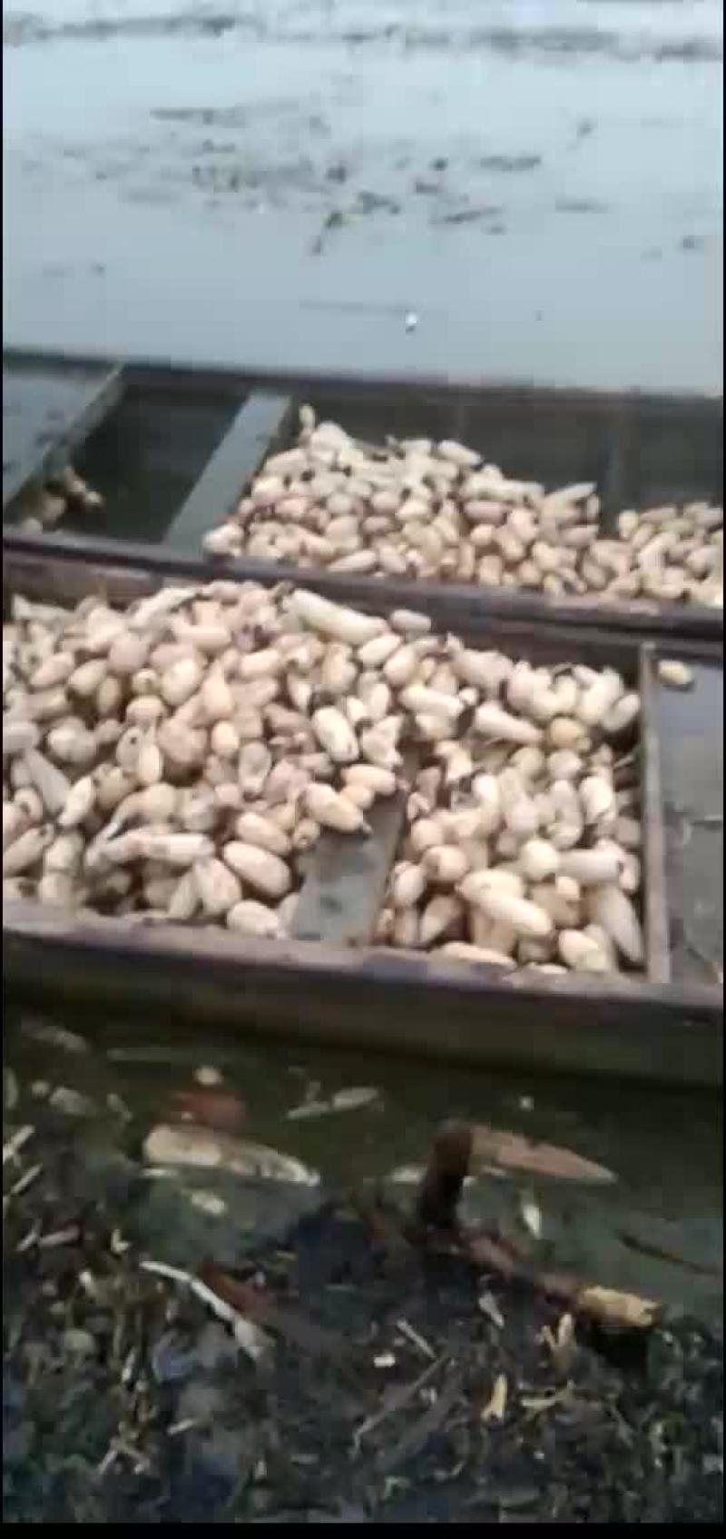 漂亮的小藕瓜，有需要的联系