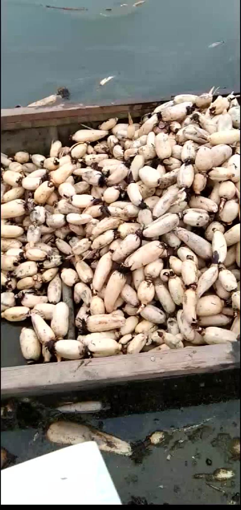 漂亮的小藕瓜，有需要的联系