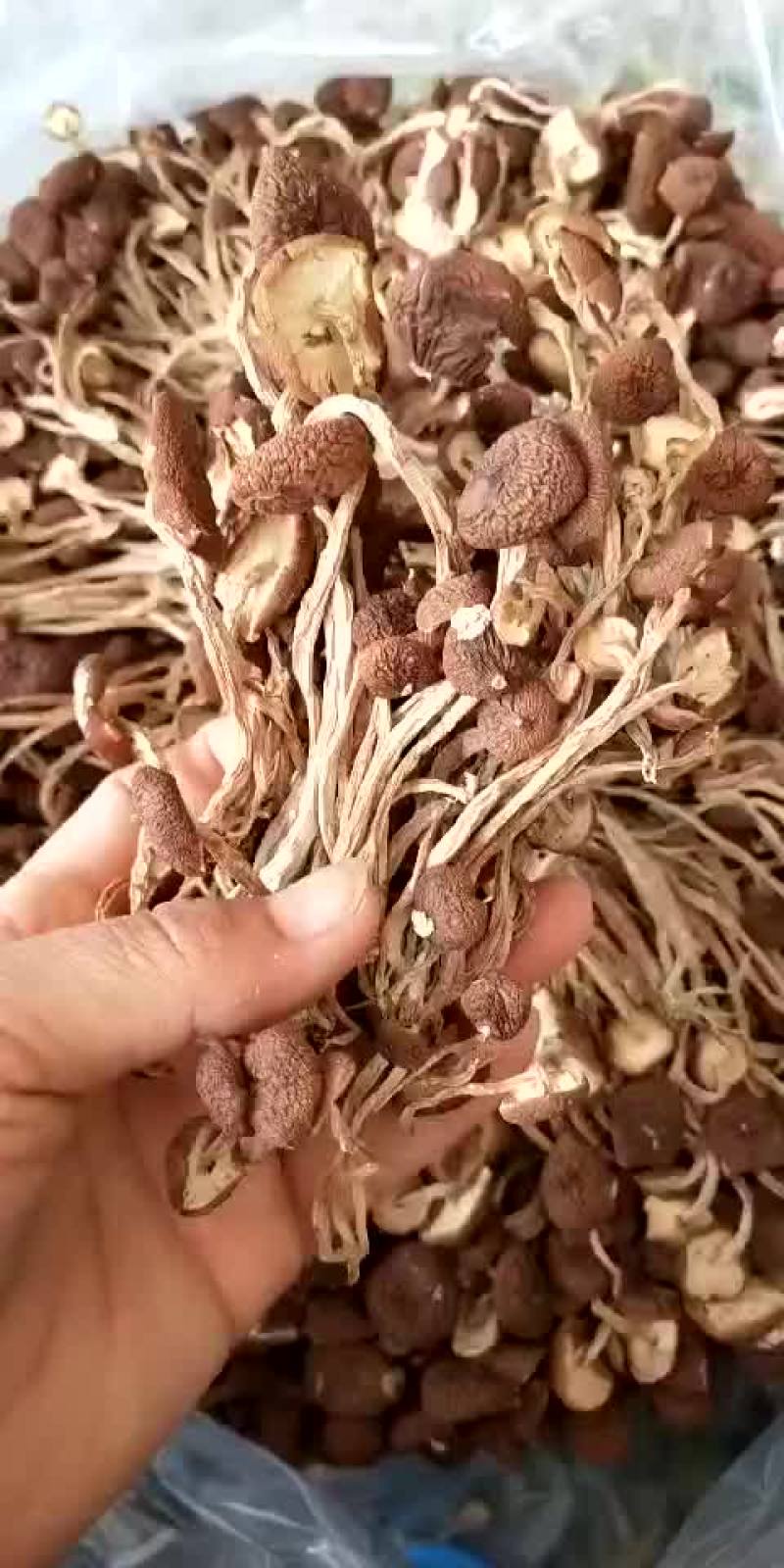 茶树菇，白茶树菇250克
