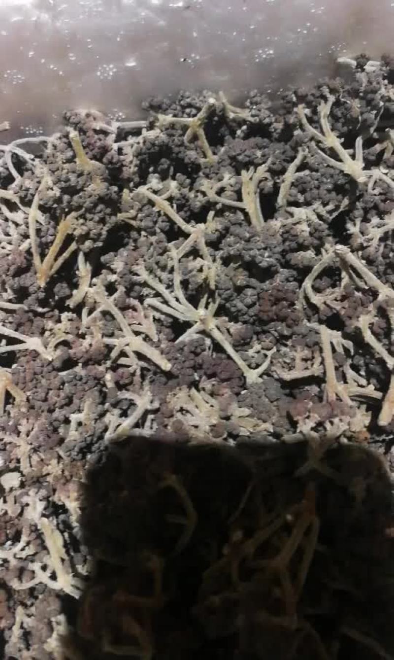 吴茱萸中花统，干货统货
