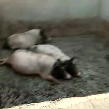 巴马香猪成品猪出售