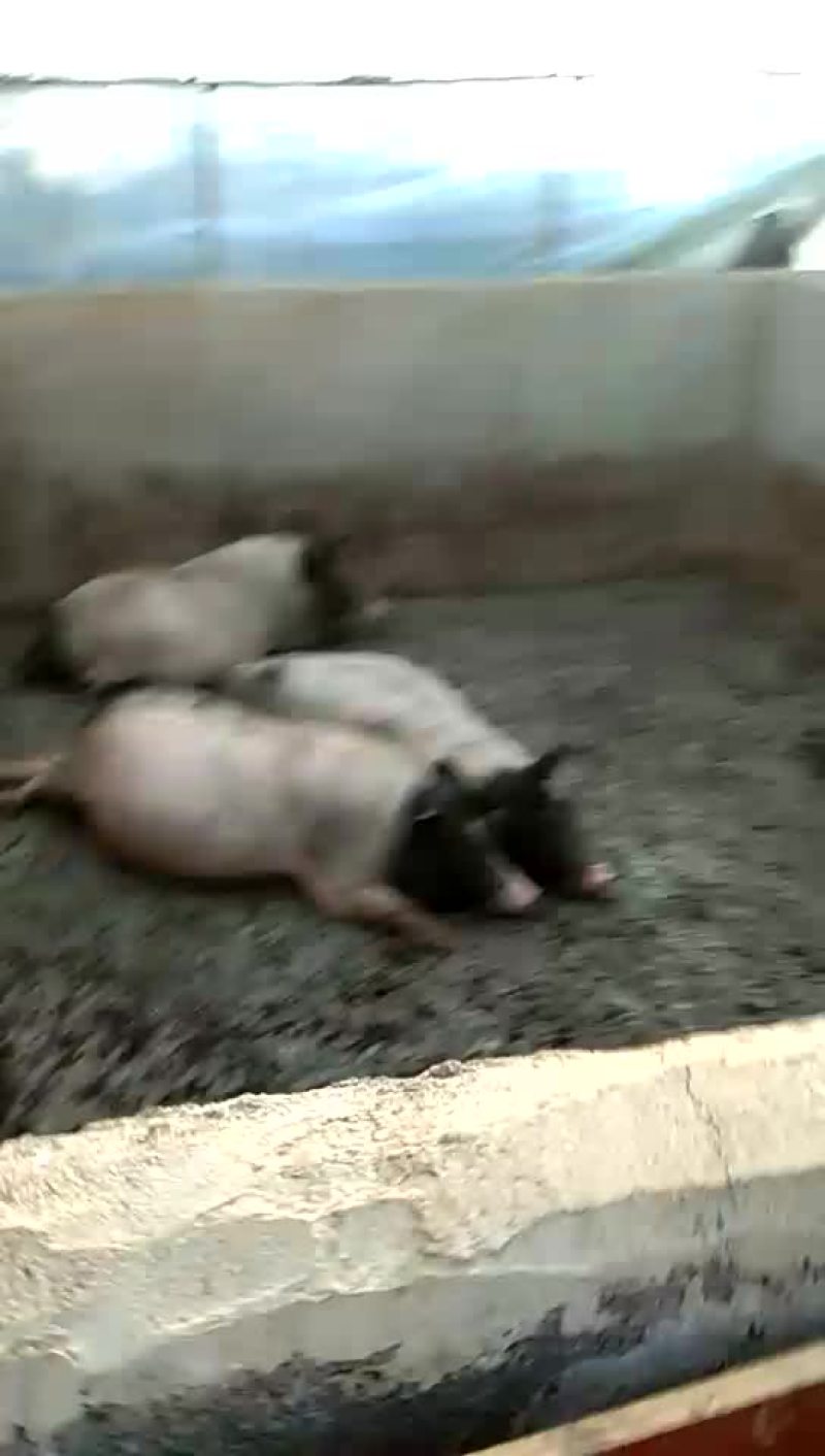 巴马香猪成品猪出售