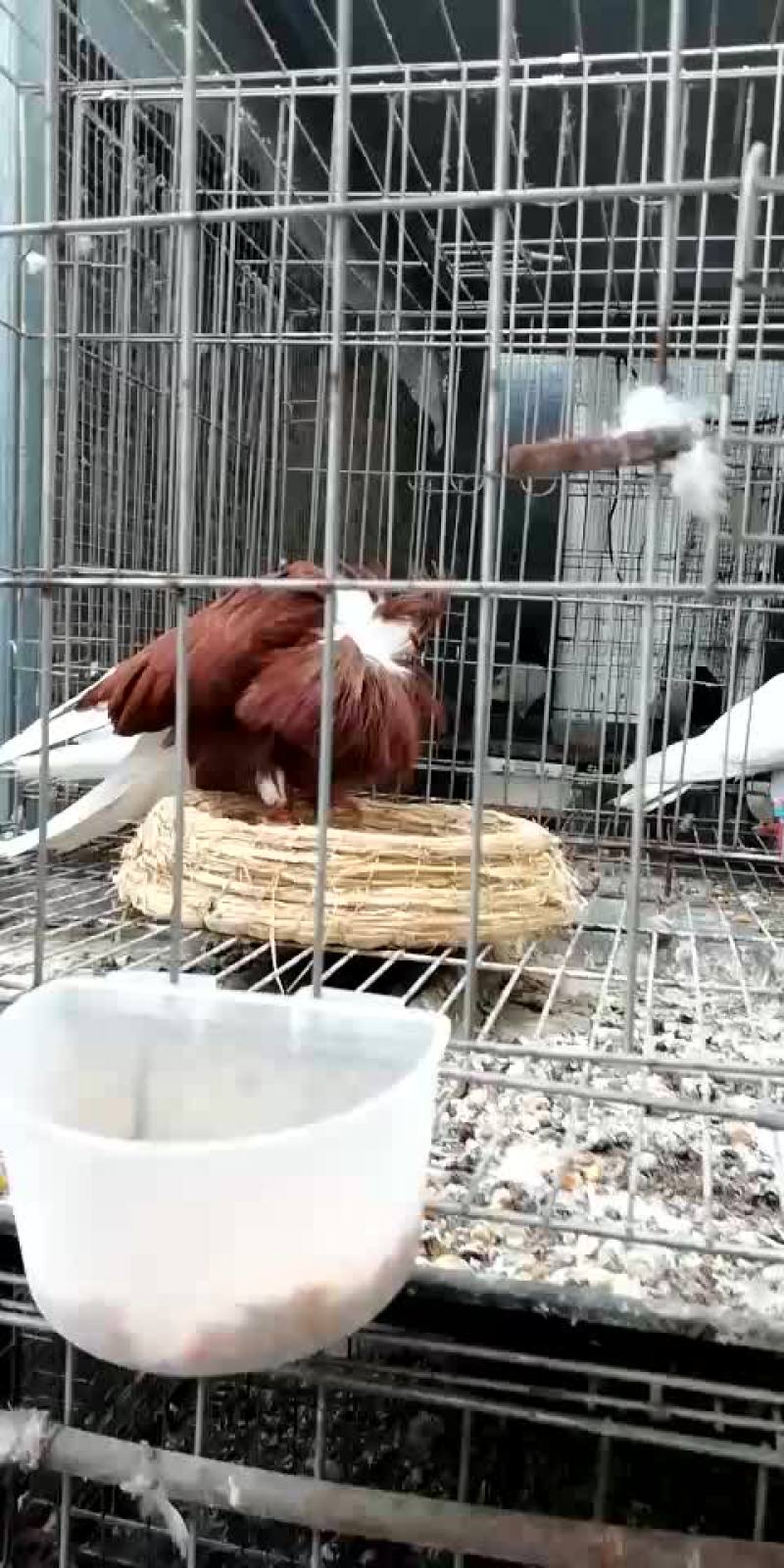 毛领鸽种鸽自带围脖