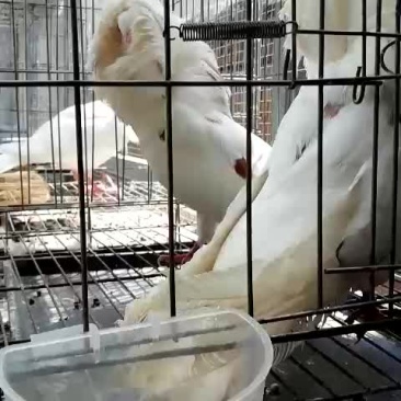 毛领鸽种鸽自带围脖