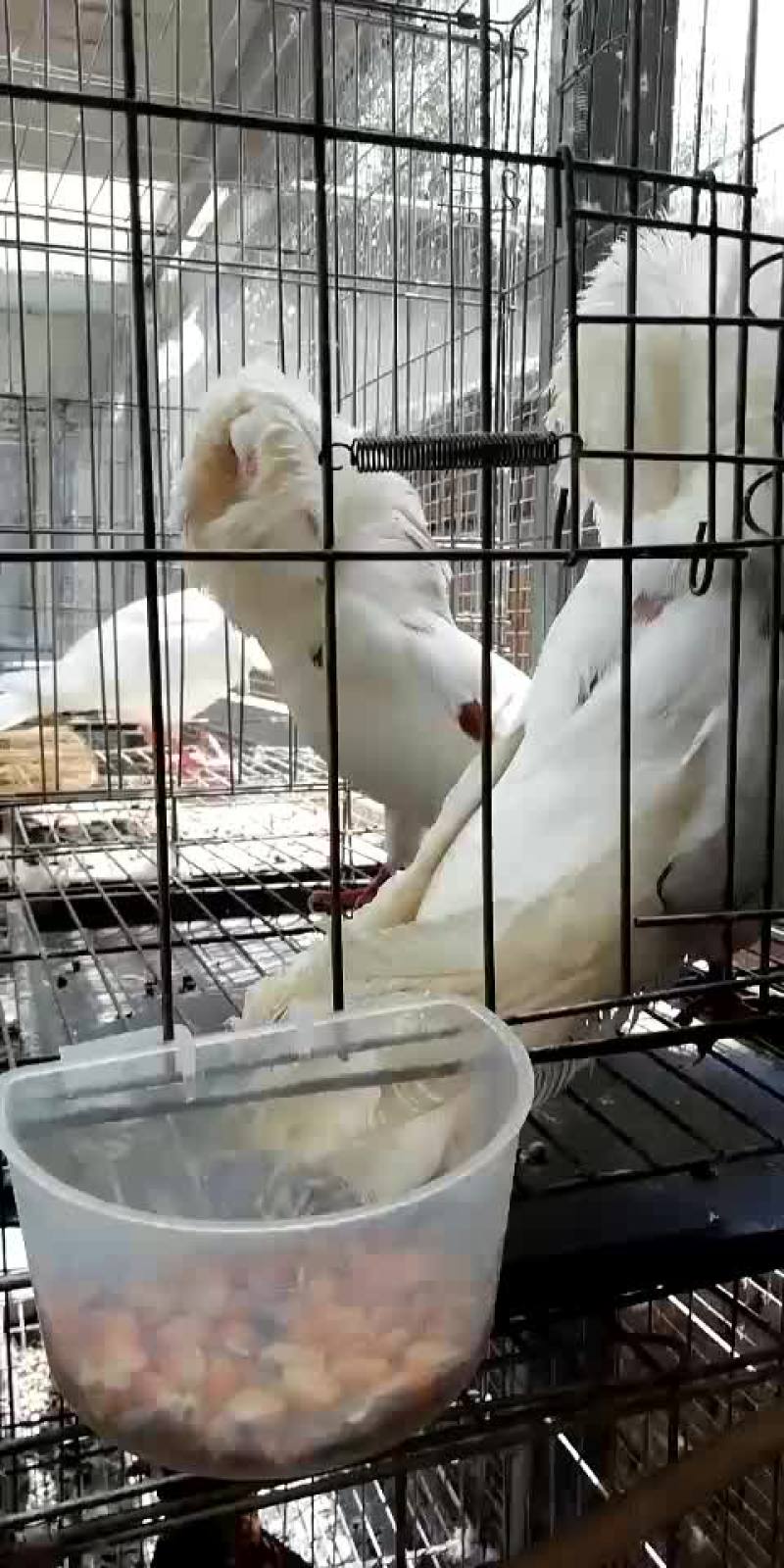 毛领鸽种鸽自带围脖