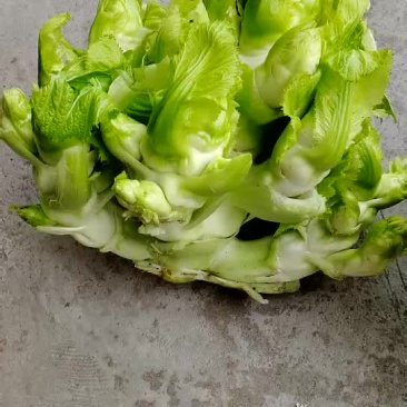 娃娃菜