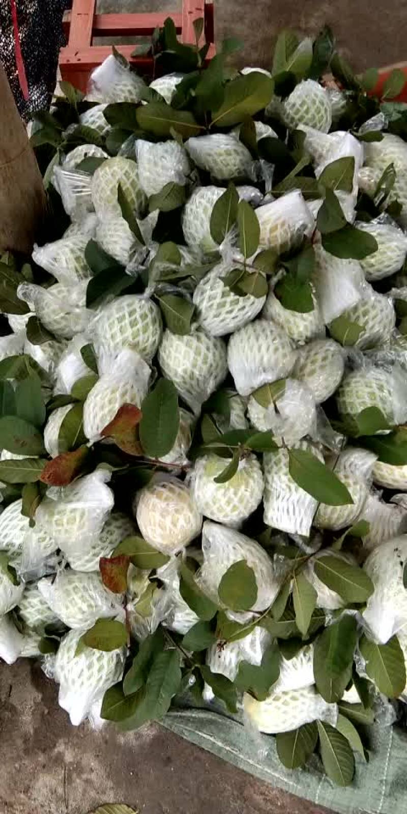 珍珠芭乐番石榴