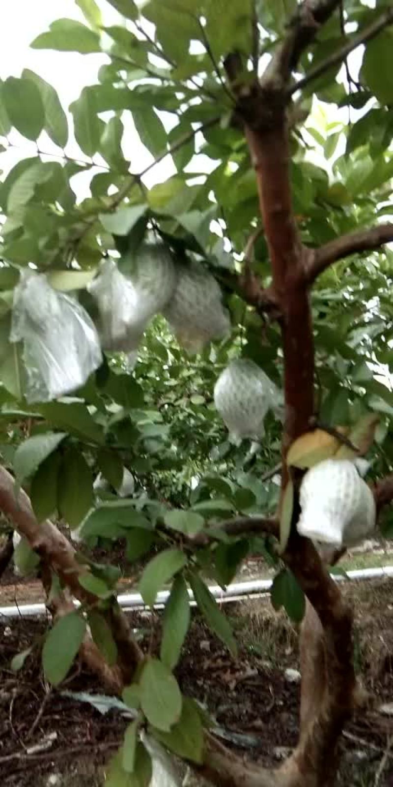 珍珠芭乐番石榴