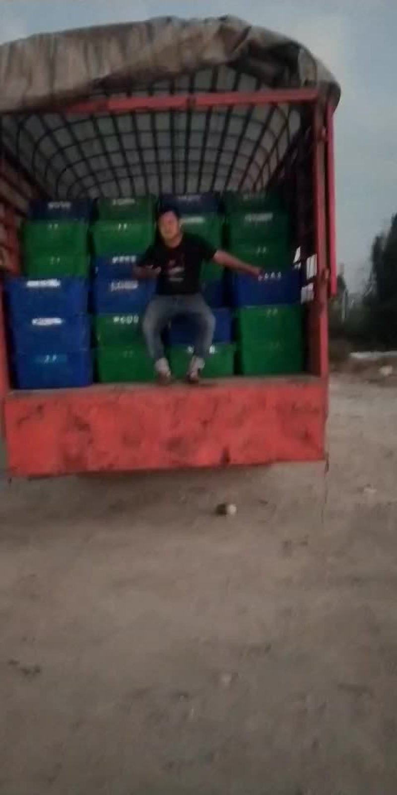 珍珠芭乐番石榴