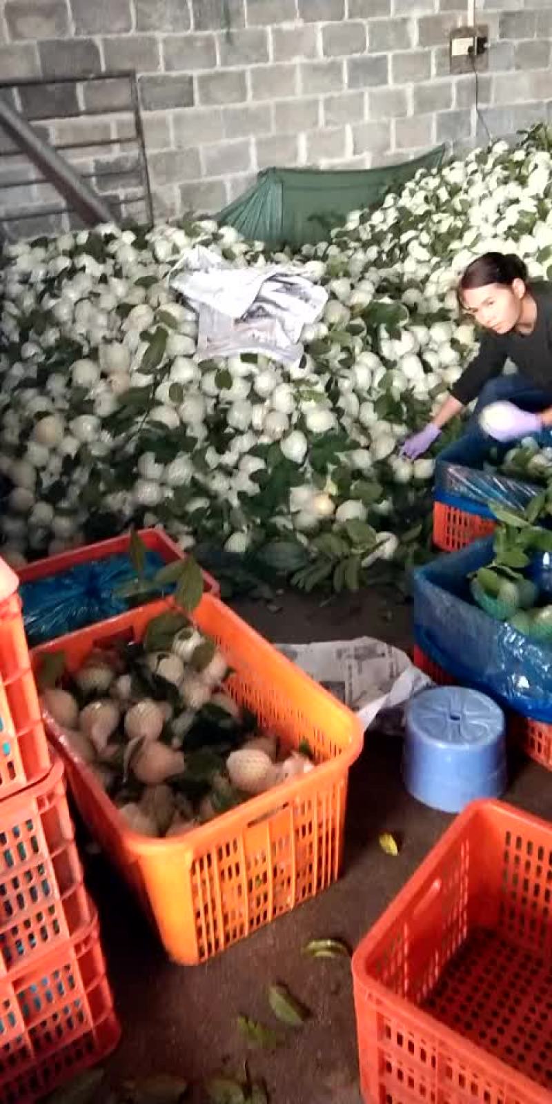 珍珠芭乐番石榴