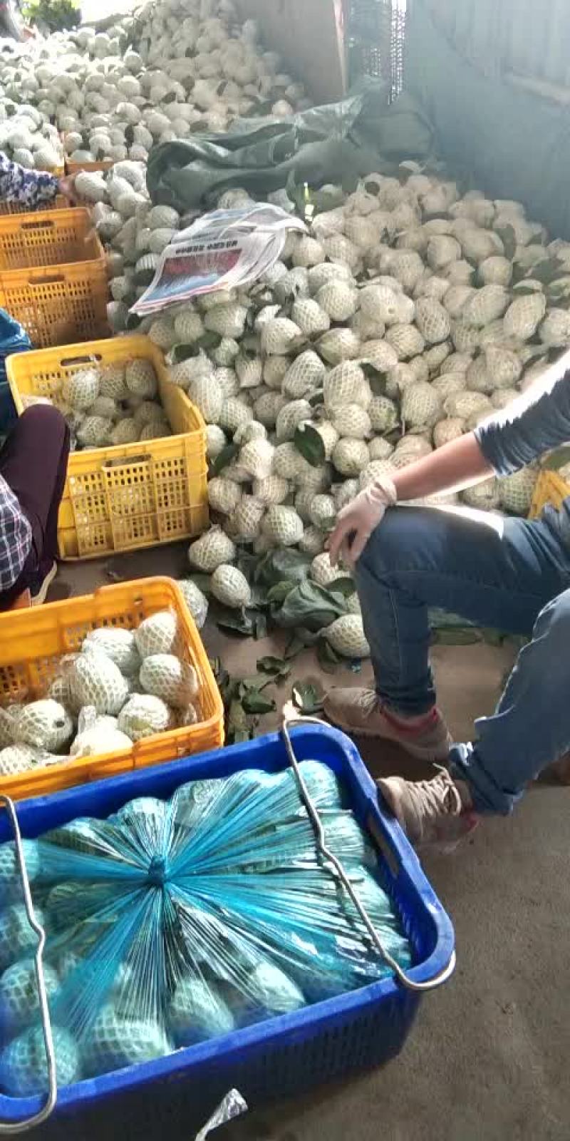 珍珠芭乐番石榴