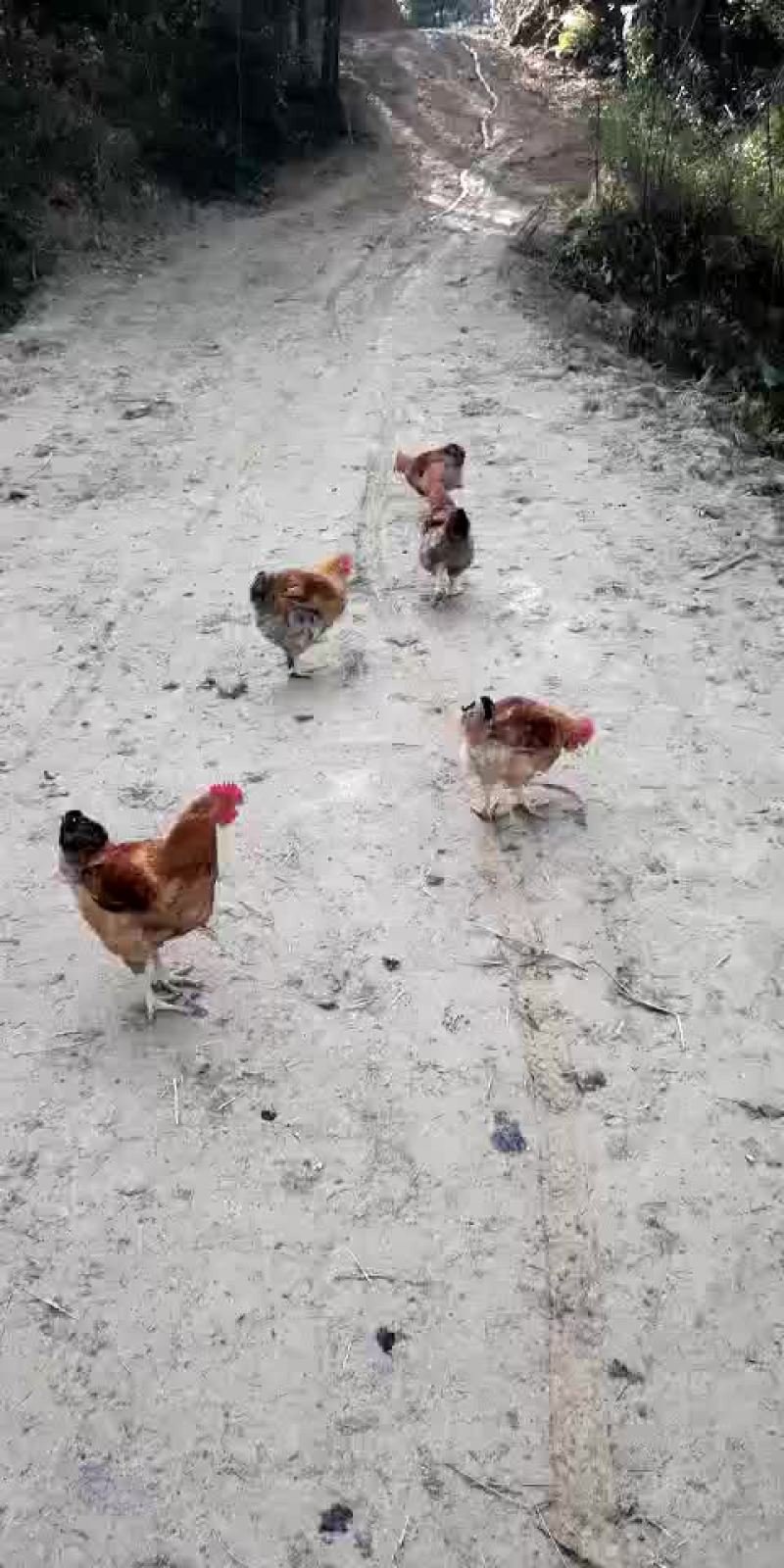 散养鸡，吃纯粮食长大