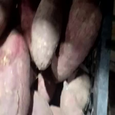 济薯26大量上市15937829007