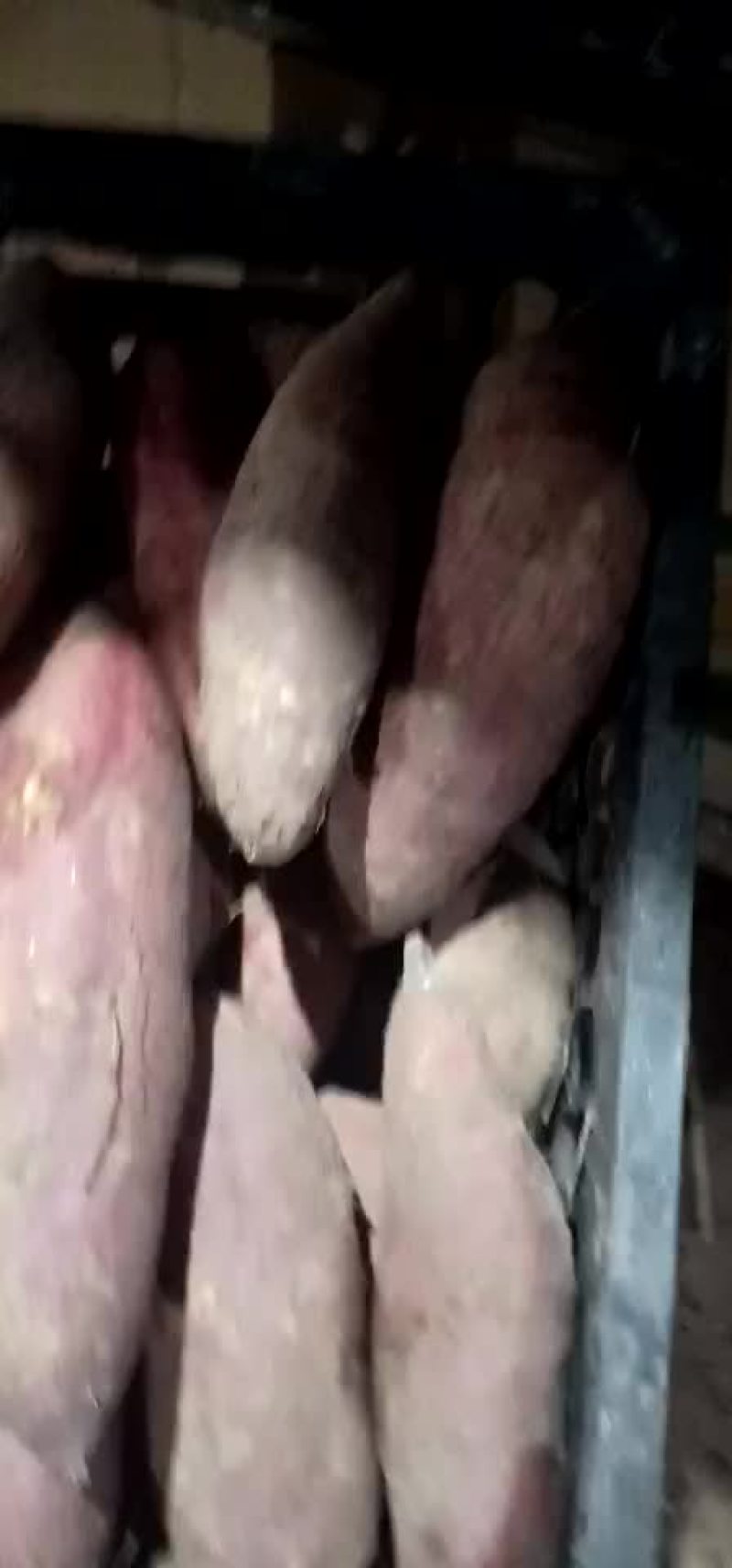 济薯26大量上市15937829007