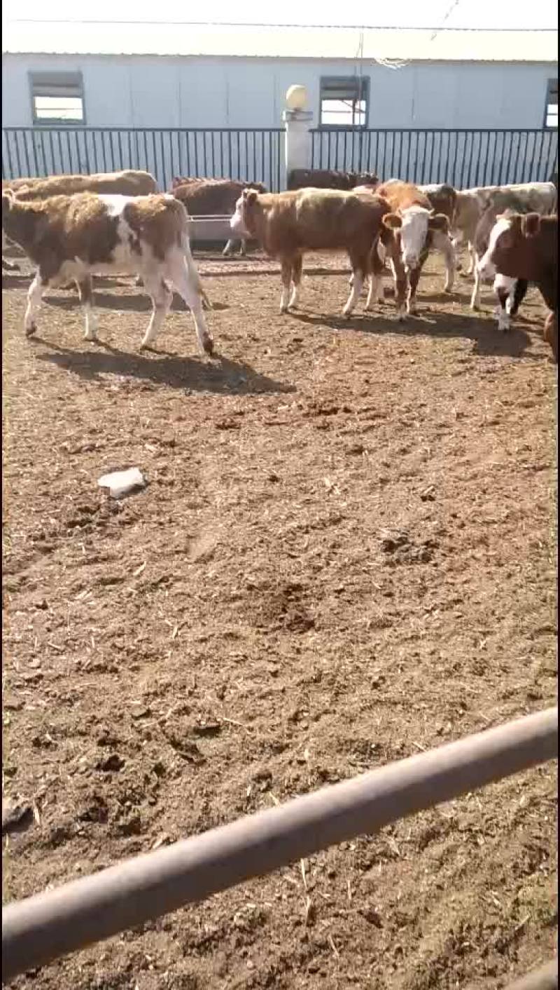 肉牛犊，肉牛