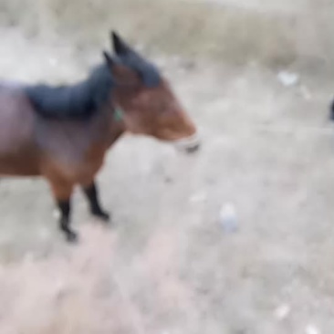 骡子马
