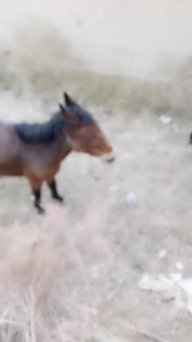 骡子马