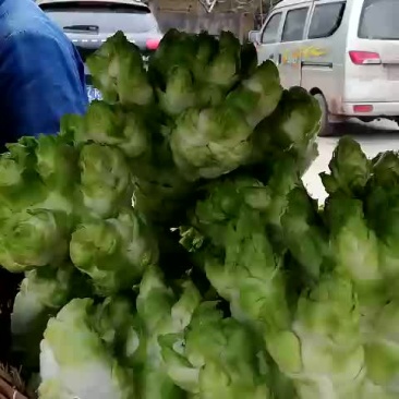 芥菜