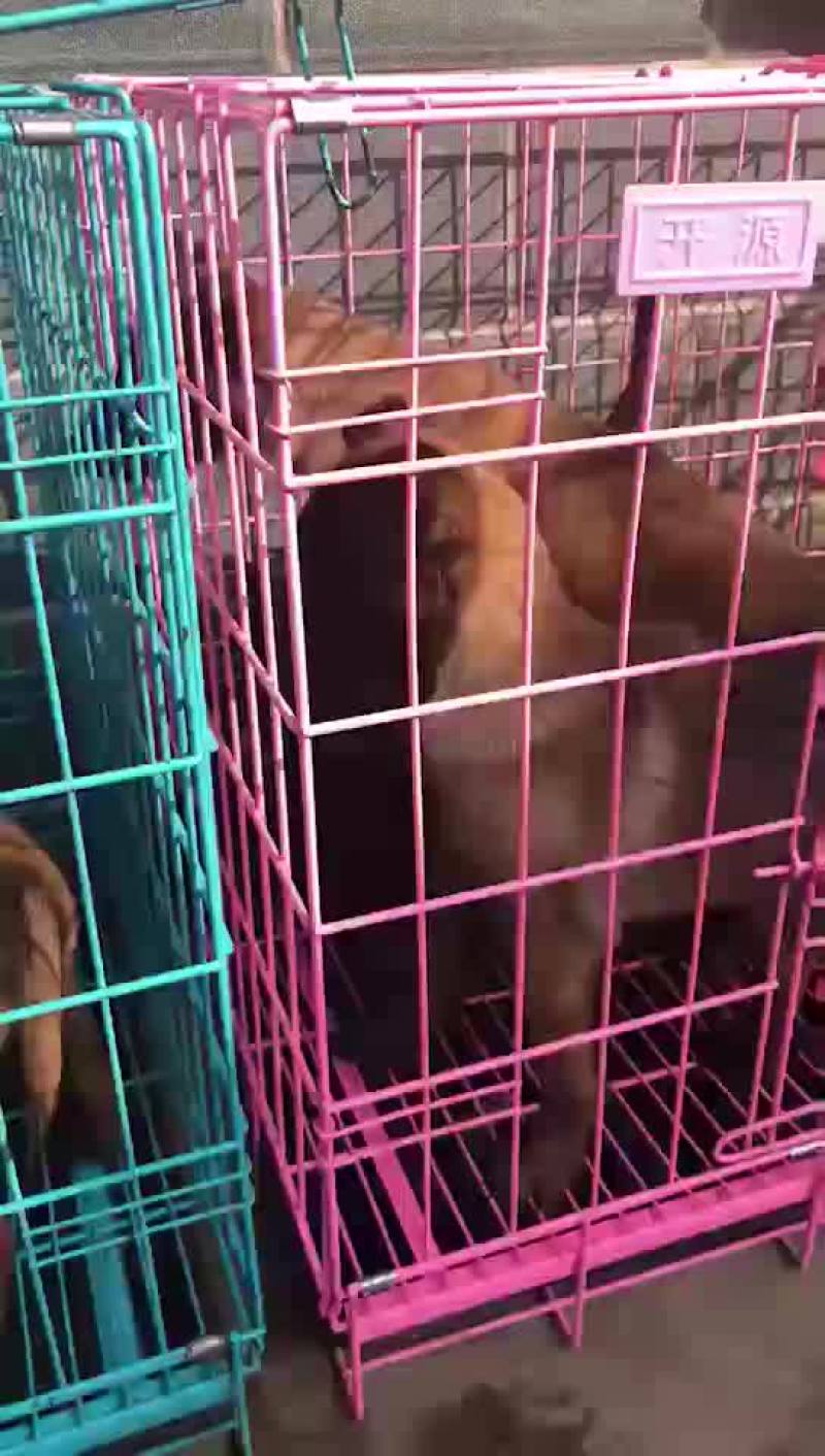 精品马犬价格便宜量又足颜色齐全