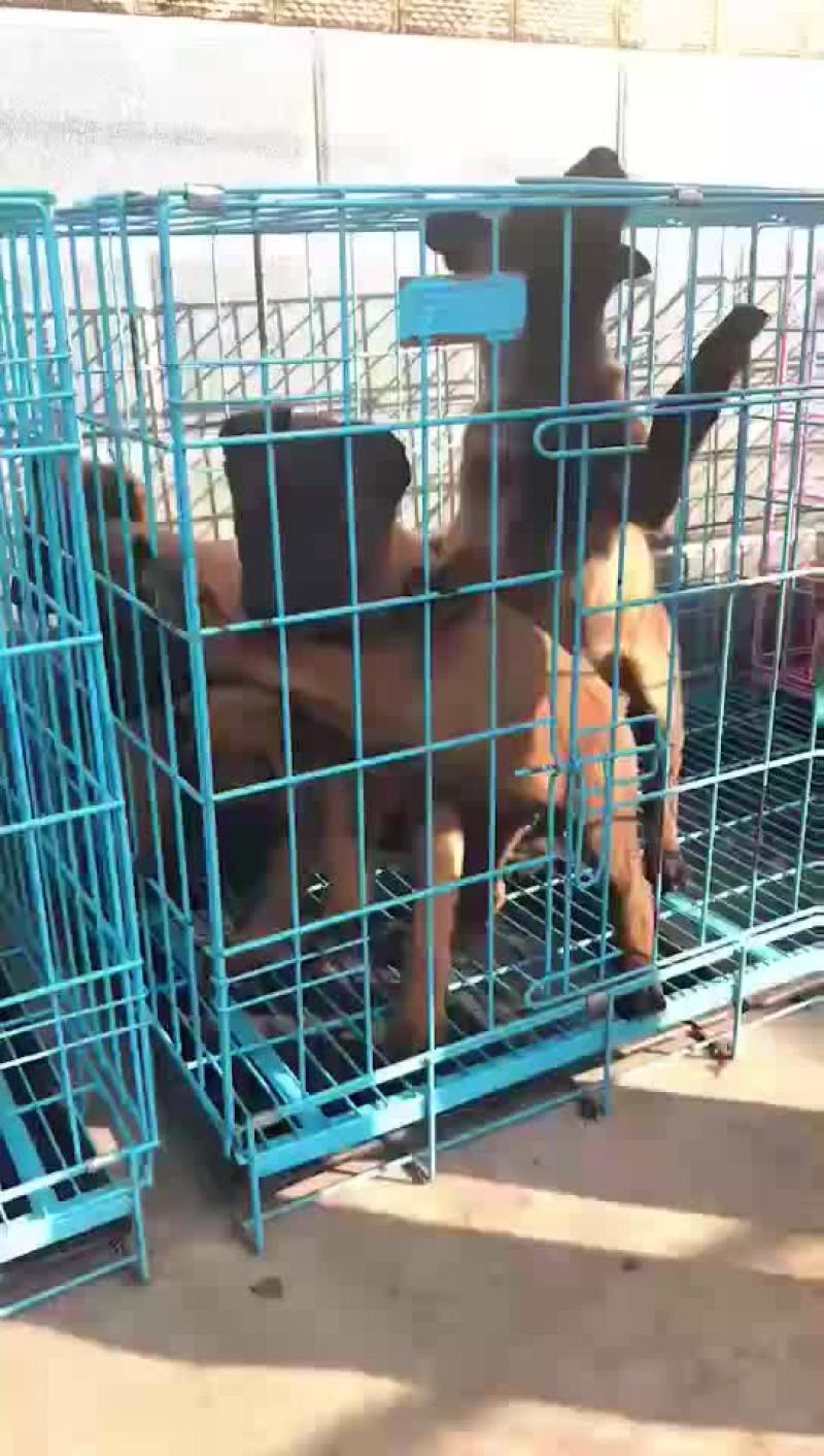 精品马犬价格便宜量又足颜色齐全