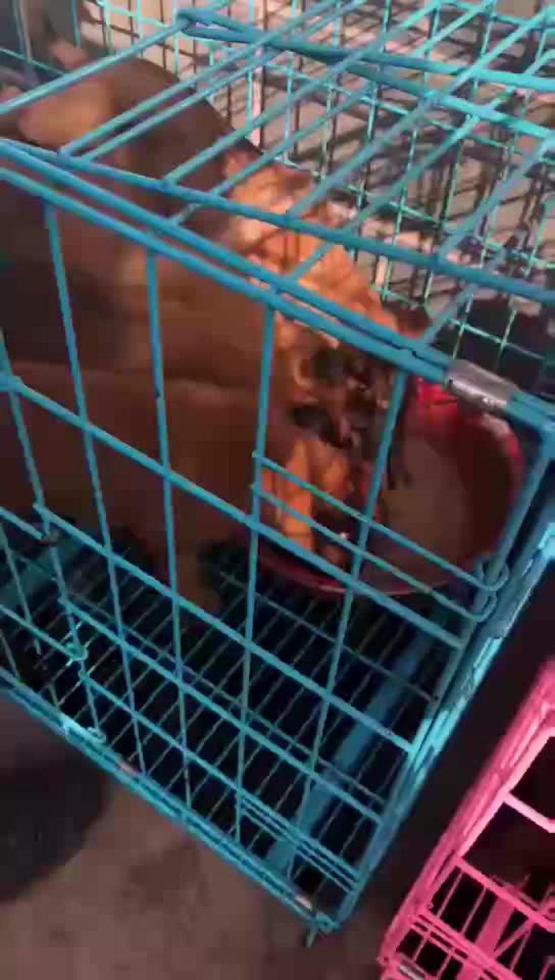 精品马犬价格便宜量又足颜色齐全