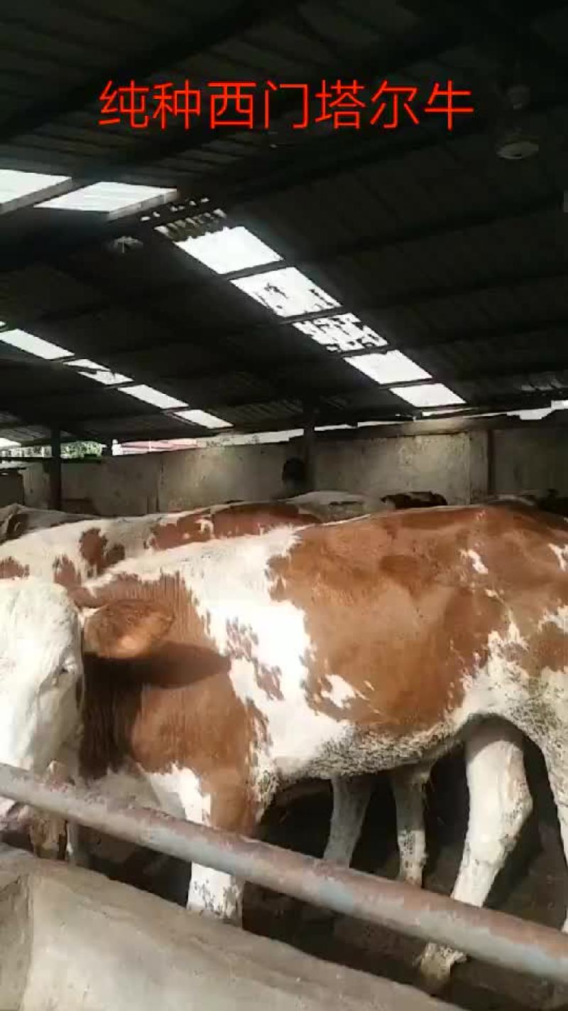 纯种西门塔尔牛，肉牛犊，货到付款
