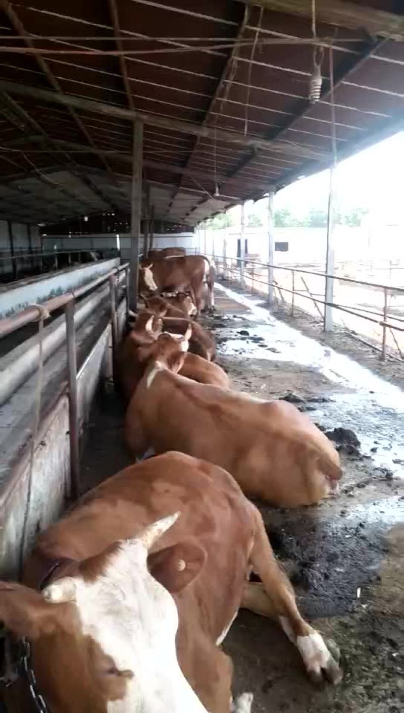 纯种西门塔尔牛，肉牛犊，货到付款